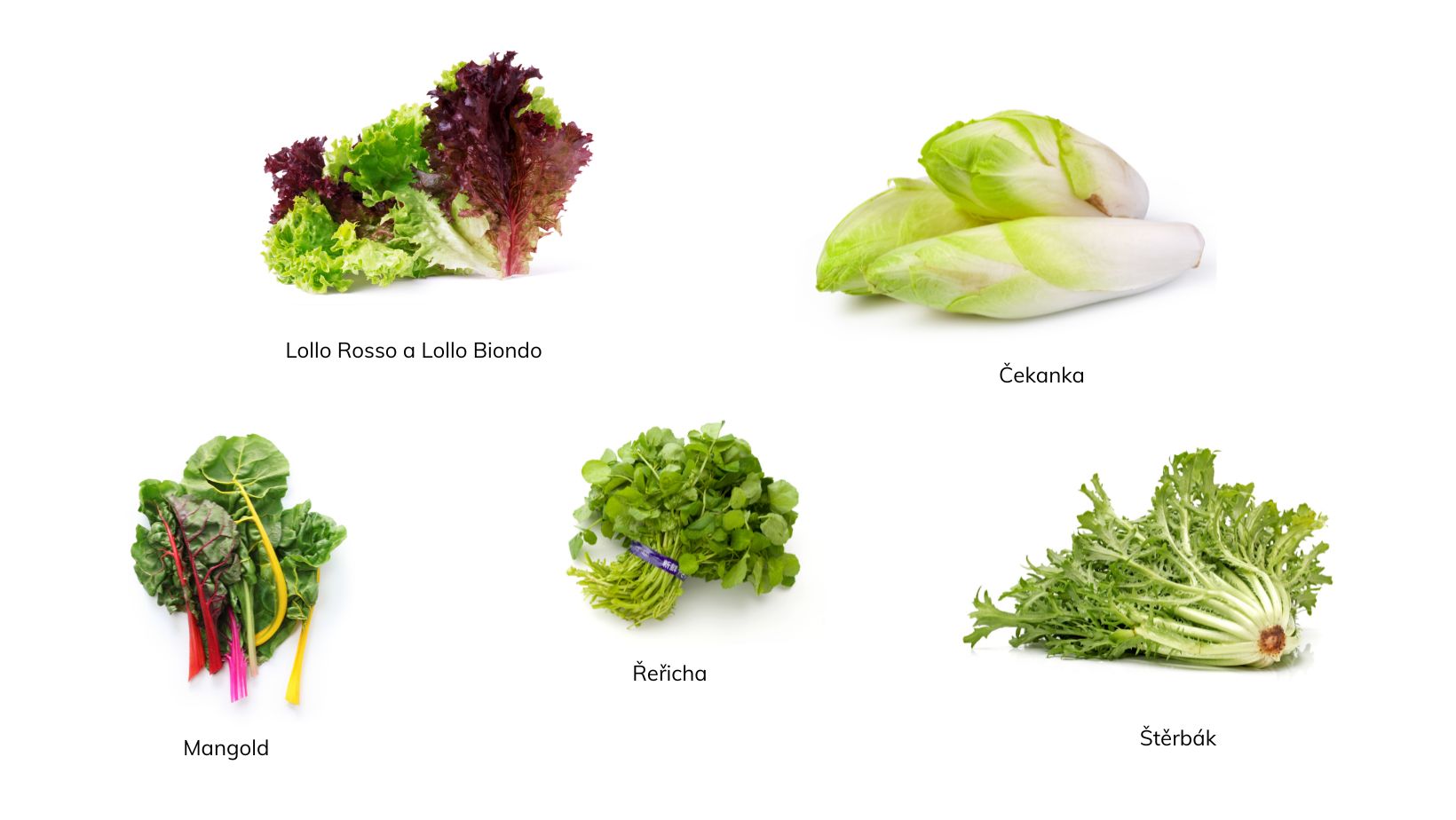 druhy listovych salatu